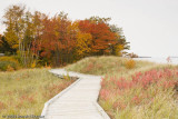 Grassy Walkway