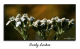 Curly Lockes<p>September 27