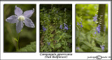 Campanula americana<br>(<i>Tall Bellflower</i>)