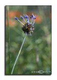 Allium vineale<br>(<i>Wild Onion/Field Garlic</i>)