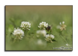 Grazing<br>July 6