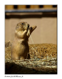 Prairie Dog