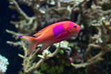 Anthias