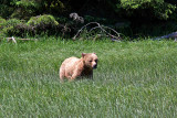 One Year Old Grizzly