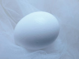 White Egg