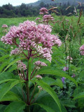 Wildflowers