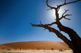 Deadvlei Tree, Namibia