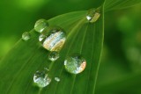 Raindrops on Alstrumeria