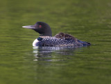 Plongeon Huards / Common Loons