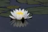 Nnuphar / Water Lily