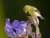 Chardonneret jaune / American Goldfinch