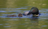 Plongeon Huards / Common Loons