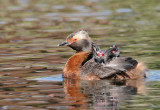 Horned Grebe with chicks, Lakeview Park, Saskatoon