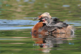 Horned Grebe with chicks, Lakeview Park, Saskatoon