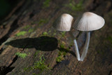 Common Mycena