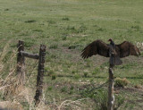 Vulture on a stick!