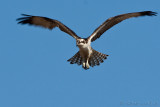 Balbuzard pcheur<br>Osprey