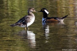 Harles couronns / Hooded Mergansers