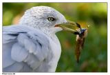 7 octobre 2006  Goland  bec cercl / Ring-billed Gull