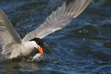 Sterne pierregarin<br>Common Tern