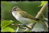 Viro aux yeux rouges<br>Red-eyed Vireo
