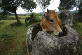 Cow eating from a fractured jar, Plain of Jars, Xieng Kouang, Laos