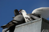 Pigeons - Unfriendly / Inamicaux