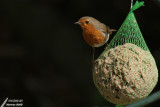 European Robin / Rouge-gorge familier (Erithacus rubecula)