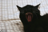 Kitty - Yawning or roaring? / Baillement ou rugissement?