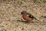 Common Chaffinch / Pinson des arbres (Fringilla coelebs)