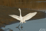 Little Egret / Aigrette Garzette (Egretta Garzetta)