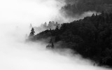 mysterious forest