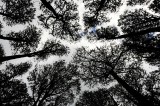 towering Kauri trees