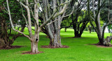 monster trees - Auckland Domain