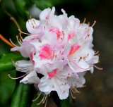 Rhodie Augustinii