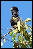 Black Cockatoo