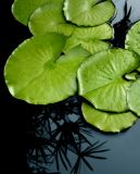Lily Pad