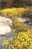 Yellow flowers on rock, Dacula, Ga.
