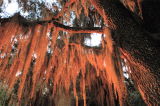 Spanish Moss,Moultrie, Ga.