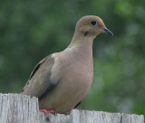 Dove or Pigeon? - Liked its picture taken  14 June 2008