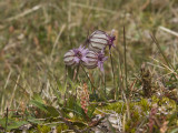 Silene uralensis spp. arctica