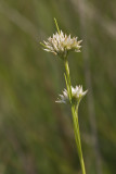 Rhynchospora alba