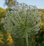 Queen Annes Lace (underside)