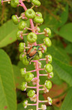 Pokeweed with Japanese Beetle