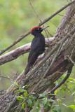Black Woodpecker  (Dryocopus martius)