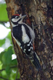 Great Spotted Woodpecker  (Dendrocopus major)