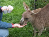 These tame eastern grey kangaroos will eat right out of your hand. Their fur is very soft by the way