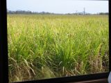 As we begin our train ride up to Kurunda we pass by numerous sugar cain fields which are very popular in Cairns
