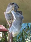 A mother with its 11-month old baby Koala. Their climbing skills are simply amazing