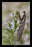 Mantis - Macro Foto